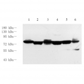 GB11949 Anti -Annexin-6/ANXA6 Rabbit pAb Antibody