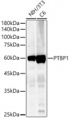 [KO Validated] PTBP1 Rabbit pAb (A1831)
