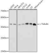 γ-Tubulin Rabbit pAb (A6215)