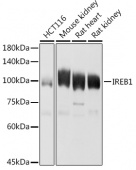 Aconitase 1 (ACO1) Rabbit pAb (A7867)