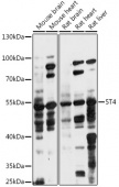 5T4 Rabbit pAb (A14790)