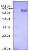 Recombinant Mouse TNFRSF4/OX40/CD134 Protein (RP00676)