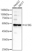 A1BG Rabbit pAb (A11583)