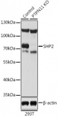 [KO Validated] SHP2 Rabbit pAb (A12486)