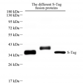 Anti - S Tag Rabbit pAb