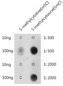 5-Methylcytosine (5mC) Rabbit pAb (A18805)