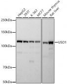 USO1 Rabbit mAb (A20950)