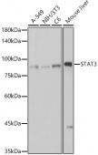 [KO Validated] STAT3 Rabbit mAb (A19566)