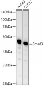 [KO Validated] Smad3 Rabbit mAb (A19115)