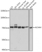 ACHA4 Rabbit mAb (A0350)
