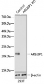 [KO Validated] ARL6IP1 Rabbit pAb (A19995)