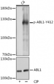 Phospho-c-Abl-Y412 Rabbit pAb (AP1060)