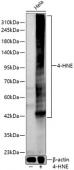 4-HNE Rabbit pAb (A24456)