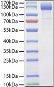 Recombinant Mouse VEGFR-2/KDR/CD309 Protein (RP01470)