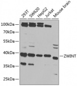 ZWINT Rabbit pAb (A6328)