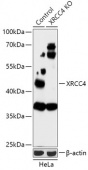 [KO Validated] XRCC4 Rabbit pAb (A18046)