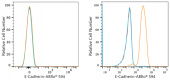 ABflo® 594 Rabbit anti-Human E-Cadherin/CD324 mAb (A23364)