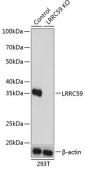 [KO Validated] LRRC59 Rabbit pAb (A19966)