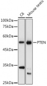 [KO Validated] PTEN Rabbit pAb (A11528)