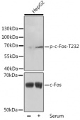 Phospho-c-Fos-T232 Rabbit pAb (AP0038)