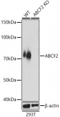 [KO Validated] ABCF2 Rabbit pAb (A12555)