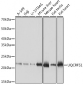 UQCRFS1 Rabbit mAb (A9517)