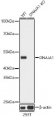 [KO Validated] DNAJA1 Rabbit pAb (A11602)