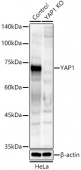 [KO Validated] YAP1 Rabbit pAb (A21732)