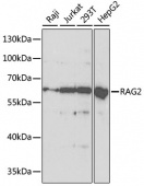 [KO Validated] RAG2 Rabbit pAb (A5626)