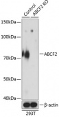 [KO Validated] ABCF2 Rabbit pAb (A19950)