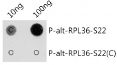 Phospho-alt-RPL36-S22 Rabbit pAb (AP1210)