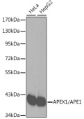 [KO Validated] APEX1/APE1 Rabbit pAb (A2587)