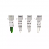 Mycoplasma Detection Kit PCR Method for Cell Culture