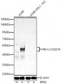 [KO Validated] PD-L1/CD274 Rabbit PolymAb® (A23136)