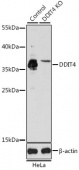 [KO Validated] DDIT4 Rabbit pAb (A8086)