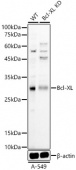 [KD Validated] Bcl-XL Rabbit pAb (A22241)