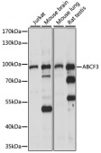ABCF3 Rabbit pAb (A15168)