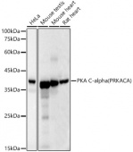 [KO Validated] PKA C-alpha (PRKACA) Mouse mAb (A18603)