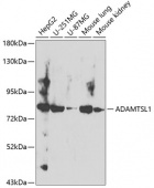 ADAMTSL1 Rabbit pAb (A8073)
