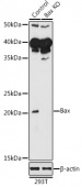 [KO Validated] Bax Rabbit pAb (A0207)