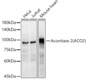 Aconitase 2 (ACO2) Rabbit pAb (A3716)