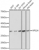 VPS24 Rabbit mAb (A0941)