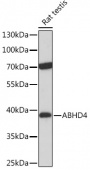 ABHD4 Rabbit pAb (A17751)