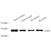 Anti -ADH5 Rabbit pAb