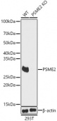 [KO Validated] PSME2 Rabbit pAb (A13631)
