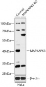 [KO Validated] MAPKAPK3 Rabbit pAb (A18095)