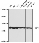 [One Step]CCT8 Antibody Kit (RK05632)