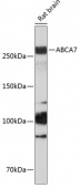 ABCA7 Rabbit pAb (A18280)