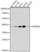 [KO Validated] AMPKβ1 Rabbit pAb (A12491)