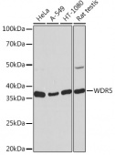 WDR5 Rabbit mAb (A3259)
